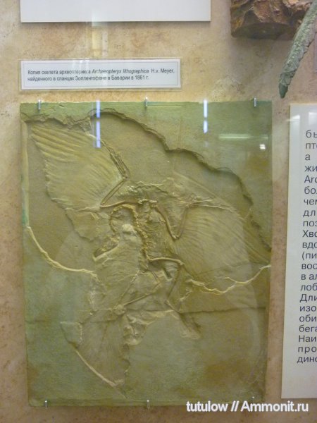 археоптериксы, Archaeopteryx, скелет, Зоологический музей Санкт-Петербурга, Archaeopteryx lithographica