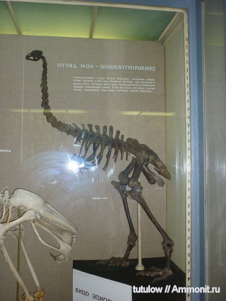 моа, скелет, Зоологический музей Санкт-Петербурга
