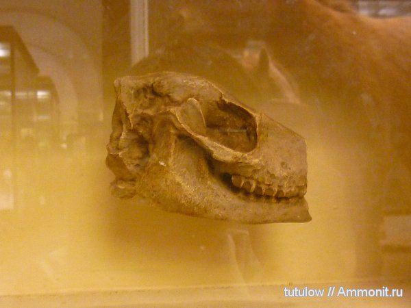 череп, Зоологический музей Санкт-Петербурга