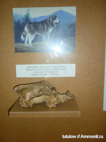 собаки, череп, Зоологический музей Санкт-Петербурга