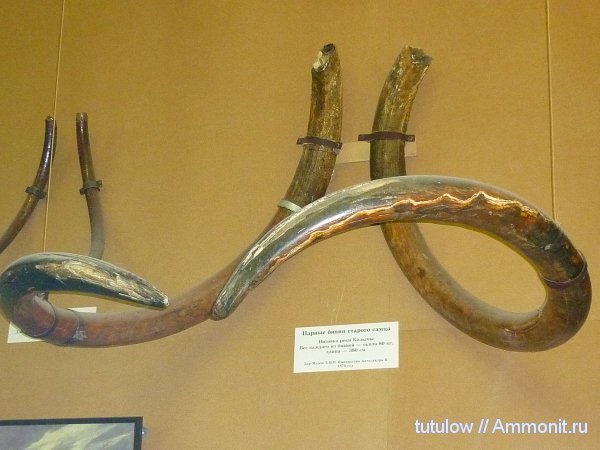 мамонты, бивни, Зоологический музей Санкт-Петербурга