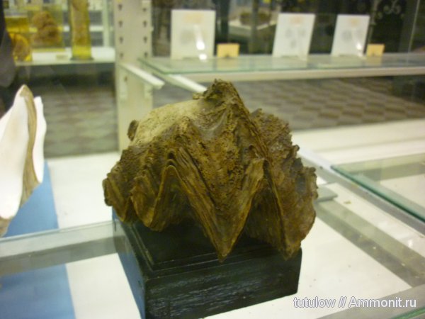 Зоологический музей Санкт-Петербурга