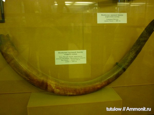 мамонты, бивни, Зоологический музей Санкт-Петербурга