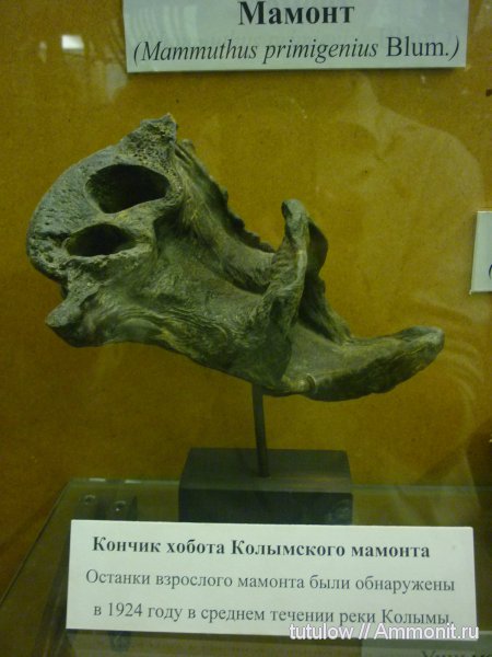 мамонты, Зоологический музей Санкт-Петербурга, Mammuthus primigenius
