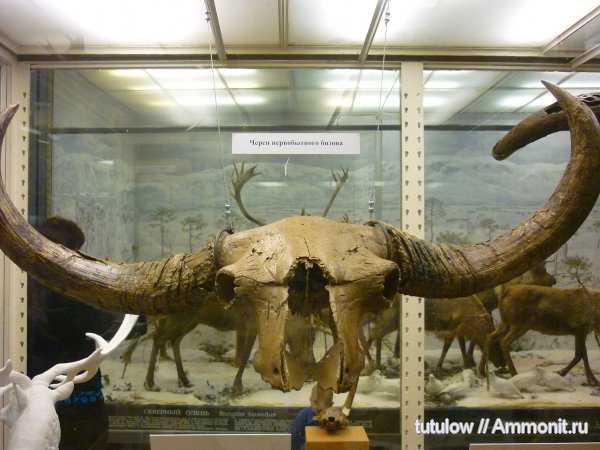бизоны, череп, Зоологический музей Санкт-Петербурга
