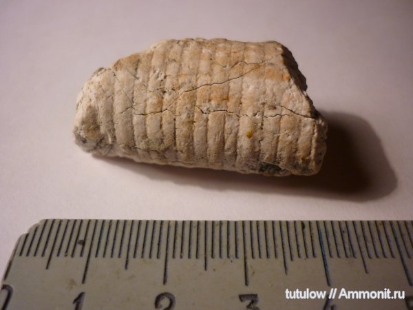 окаменелости, криноидеи, Fossils