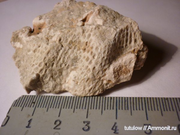 окаменелости, пермь, мшанки, Fossils, Permian