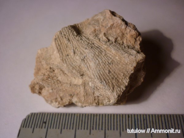 пермь, мшанки, Fenestella, Permian