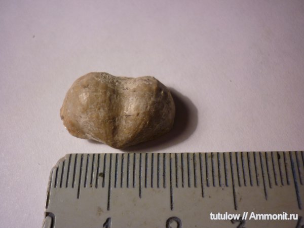 пермь, Productida, Permian