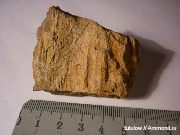 окаменелости, пермь, Fossils, Permian