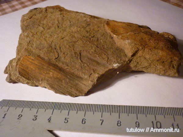 окаменелости, пермь, Fossils, Permian