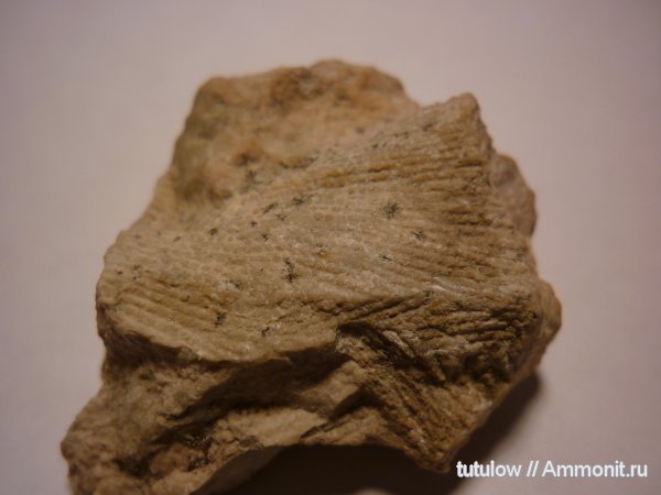 пермь, мшанки, Permian