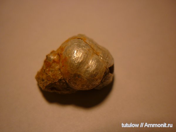 пермь, Productida, Permian