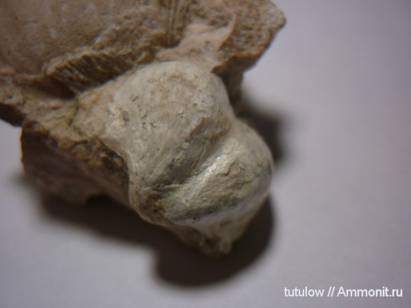 пермь, Productida, Permian