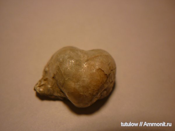 пермь, Productida, Permian