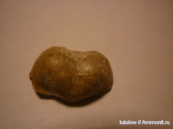 пермь, Productida, Permian