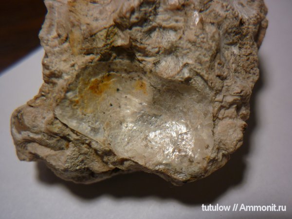 пермь, отпечатки, Productida, Permian