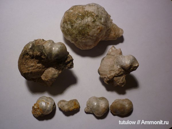 брахиоподы, пермь, Productida, Permian