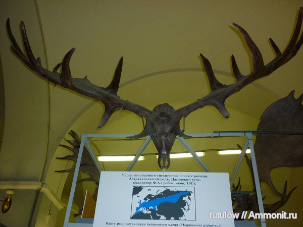 олени, череп, Зоологический музей Санкт-Петербурга, Megaloceros giganteus