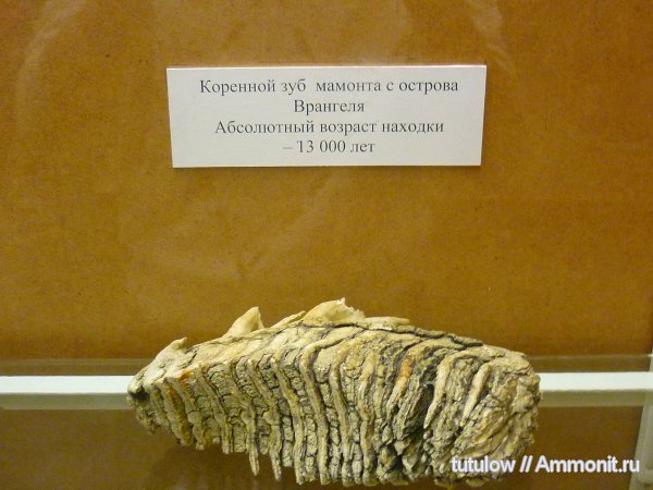 зубы, мамонты, Зоологический музей Санкт-Петербурга, Mammuthus primigenius, teeth