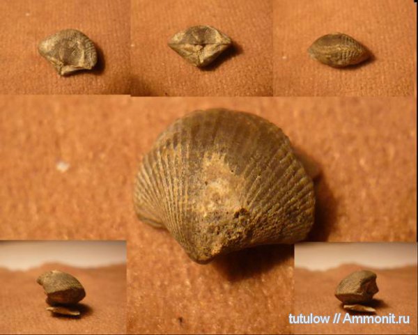 Челябинская область, Spiriferida, Microspirifer