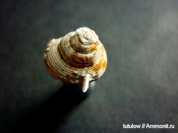 гастроподы, пермь, Permian