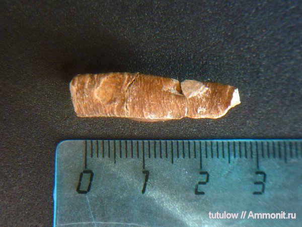 ?, Всеволожск