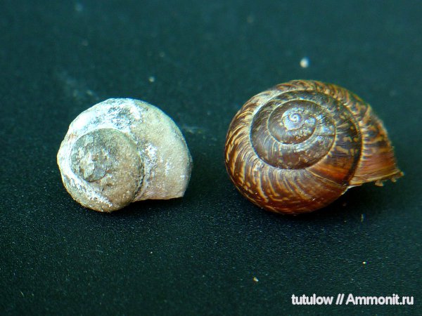 гастроподы, Всеволожск