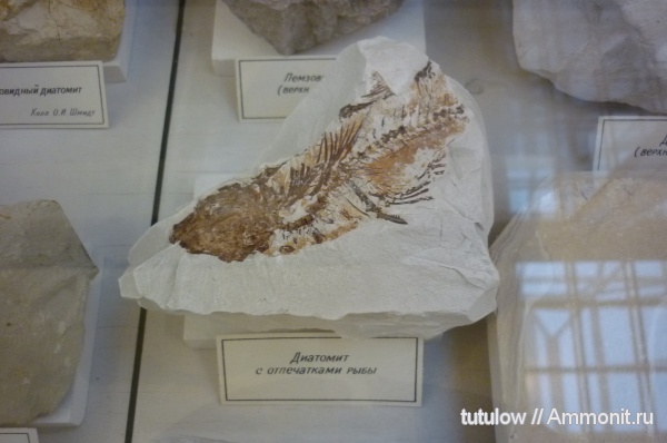 рыбы, музеи, ЦНИГР музей им. Ф.Н. Чернышева, fish