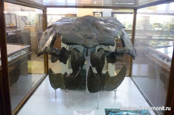 музеи, Dunkleosteus, череп, панцирные рыбы, ЦНИГР музей им. Ф.Н. Чернышева, Dinichthys