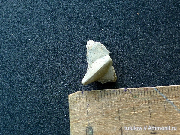 Всеволожск, кранидий, Lonchodomas rostratus, Lonchodomas