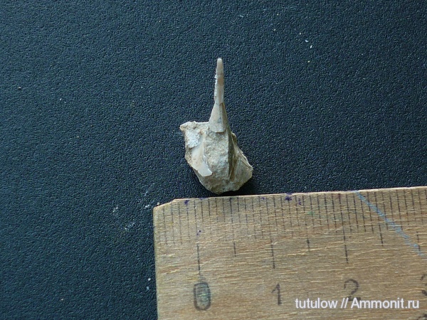 Всеволожск, кранидий, Lonchodomas rostratus, Lonchodomas