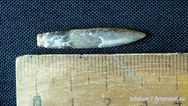 белемниты, Belemnitida, belemnites
