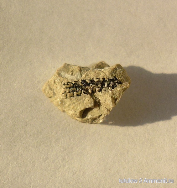 граптолиты, Всеволожск, Amplexograptus bekkeri