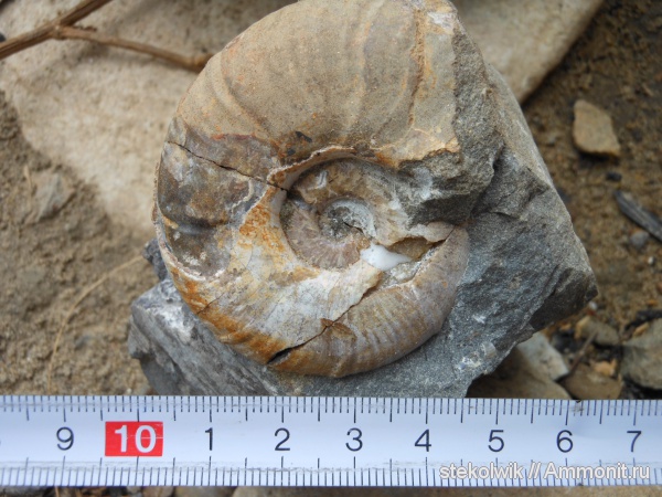 АММОНИТ