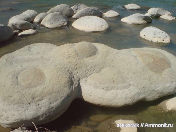 аммониты на реке Белой