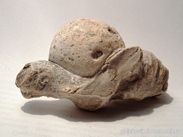 губки, Крым, Балаклава