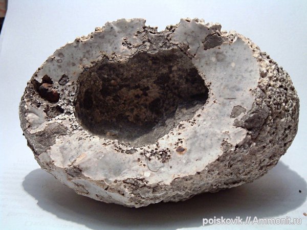 губки, Крым, Балаклава