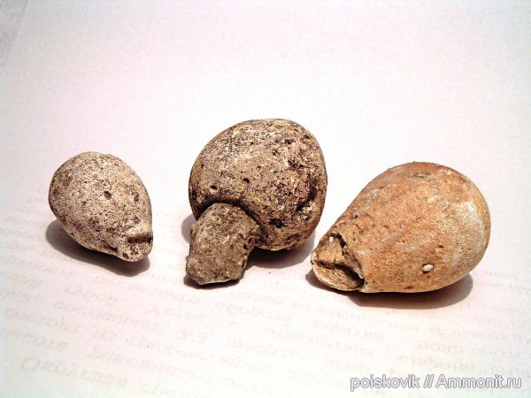 губки, Крым, Балаклава, Siphonia tulipa, Siphonia