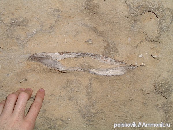 двустворки, двустворчатые моллюски, Крым