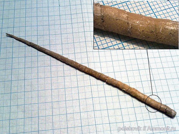 гастроподы, брюхоногие моллюски, берриас, Крым, Jaccardiella, Berriasian