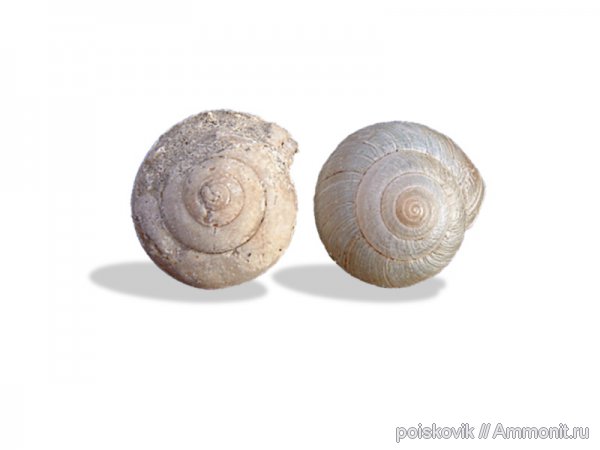 гастроподы, брюхоногие моллюски, Крым, Балаклава