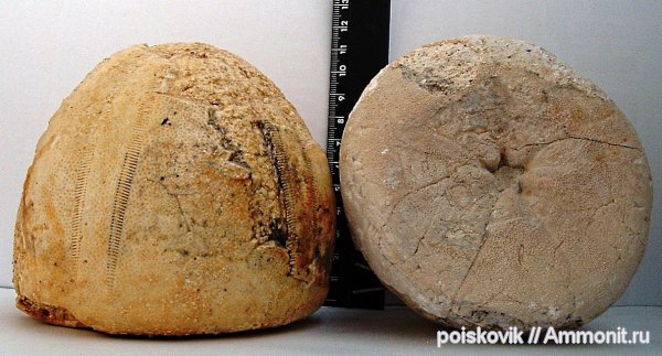 морские ежи, иглокожие, Крым, Conoclypus conoideus