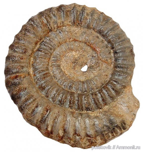 аммониты, головоногие моллюски, Крым, Ammonites, Coroniceras, Coroniceras hyatti, Arietitidae