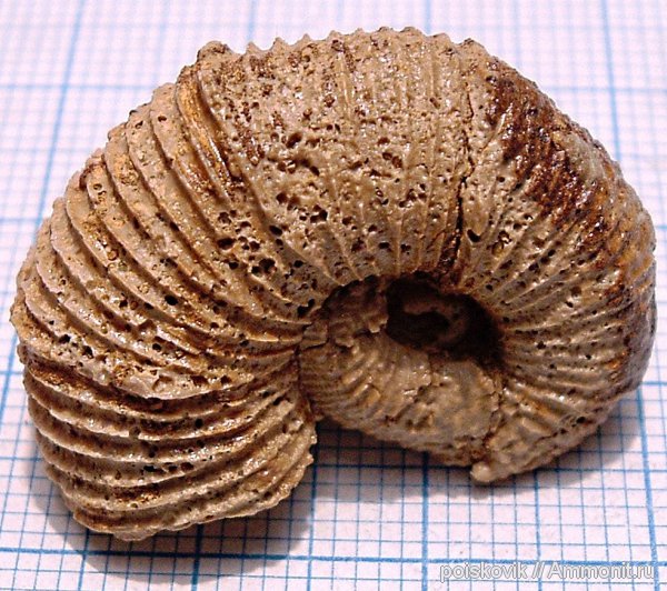 аммониты, головоногие моллюски, Крым, готерив, баррем, нижний баррем, Ammonites, Holcodiscus caillaudianus, Hauterivian