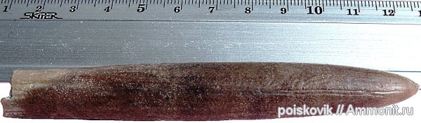 белемниты, головоногие моллюски, Крым, belemnites