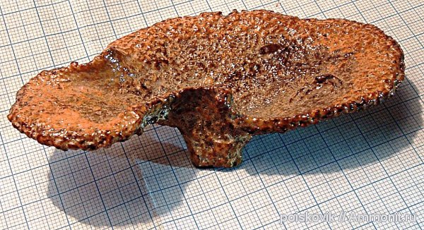 губки, Крым, Балаклава