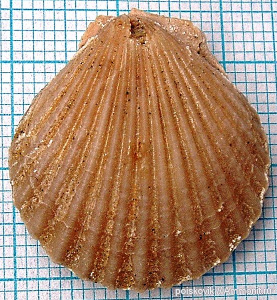 двустворки, двустворчатые моллюски, Крым