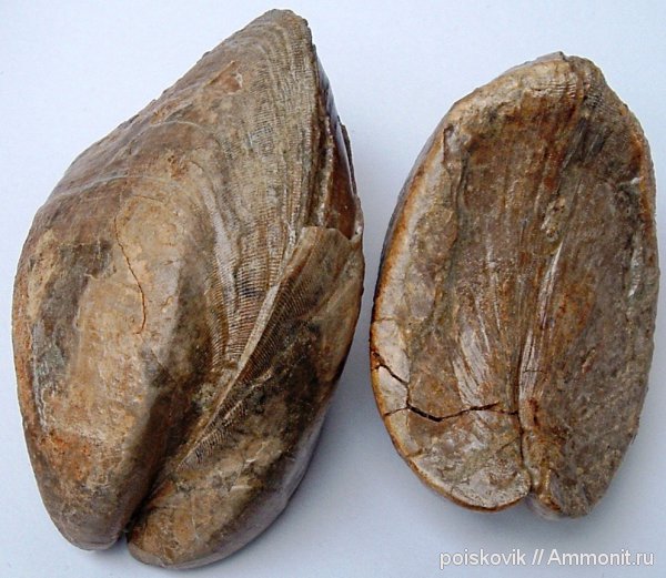 двустворки, двустворчатые моллюски, берриас, Крым, Arcomytilus couloni, Berriasian, Arcomytilus