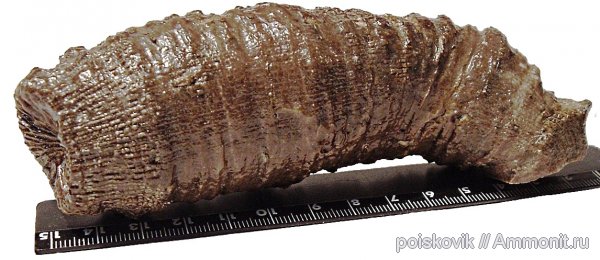 кораллы, Крым, Montlivaltia, Scleractinia